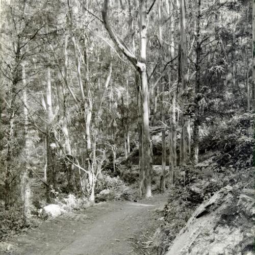 [Trail through wooded area of Mount Davidson]