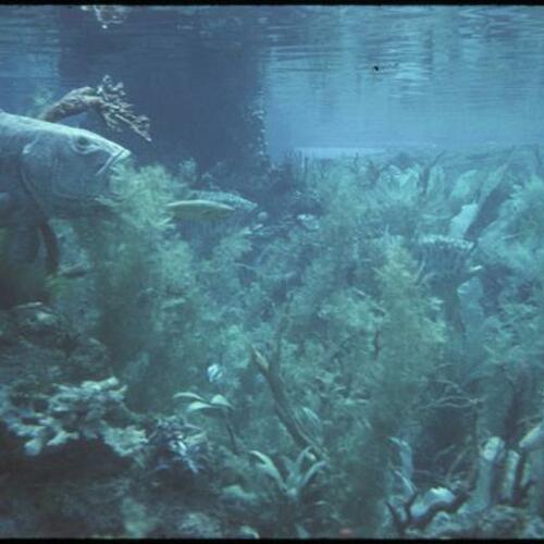 View underwater of fish from Submarine Voyage attraction