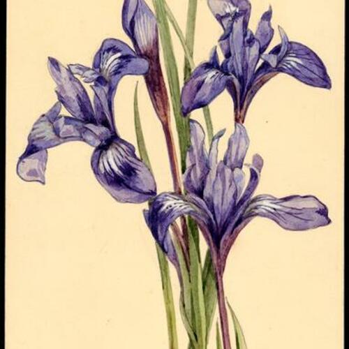 [Ground iris]