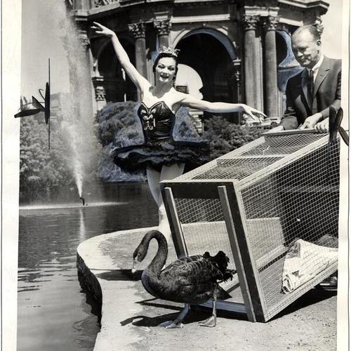 [Black swan being released in Palace of Fine Arts lagoon]