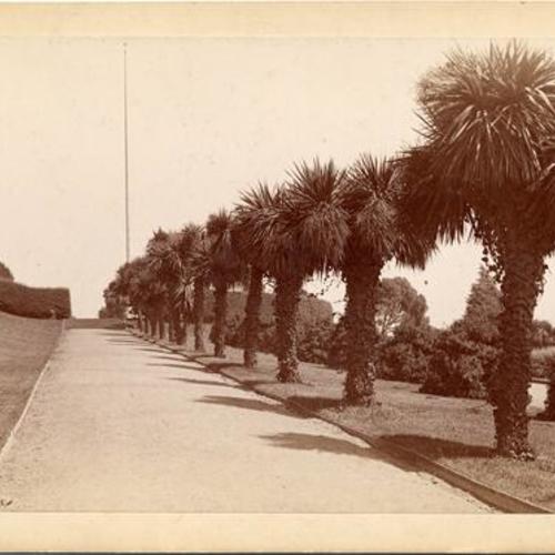 [Palm tree-lined path in Jefferson Square]