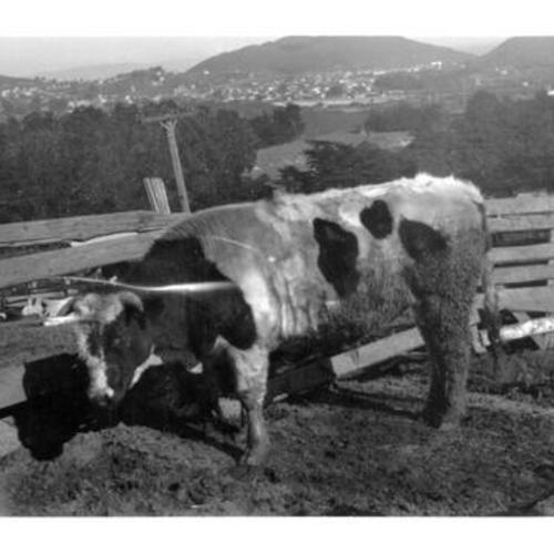 [Cow in Visitacion Valley]