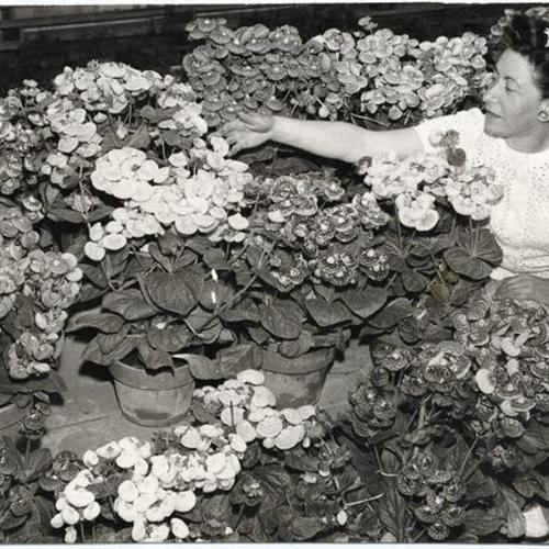 [Sydney Stein working on a display of calceolaria at the Conservatory of Flowers in Golden Gate Park]