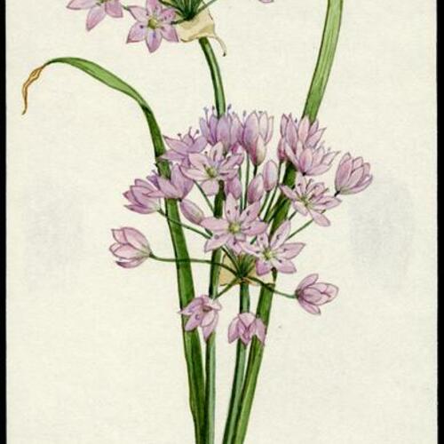 [Lavender allium (wild onion)]