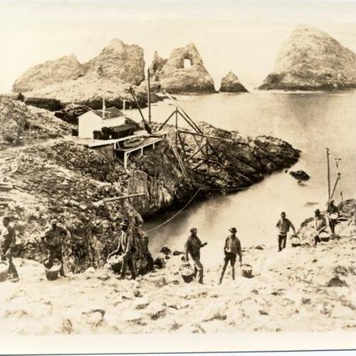 [Egg hunters on the Farallones]