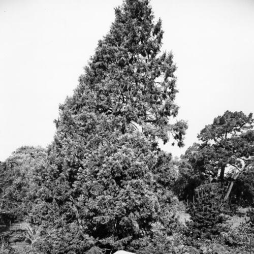 [Liberty Tree in Golden Gate Park]