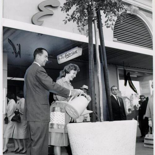 [Mel de Voto and Miss Pat Shank standing in front of a newly planted Indian laurel tree on Market Street]