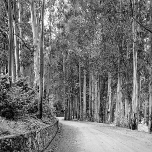 [Eucalyptus Drive, Sigmund Stern Grove]