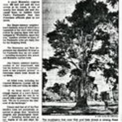 22 Golden Gate Park Trees..., SF Chronicle, Sep. 10 1987