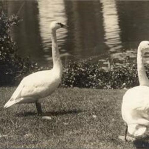 [Swans of the Lagoon, Palace of Fine Arts]