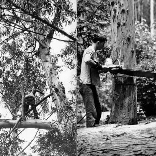 [Park Department workmen top a eucalyptus tree in Stern Grove]