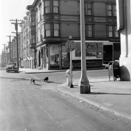 [Two dogs playing in the street at Octavia and Fulton]