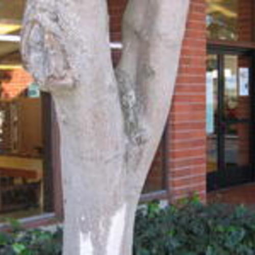 Merced Branch exterior