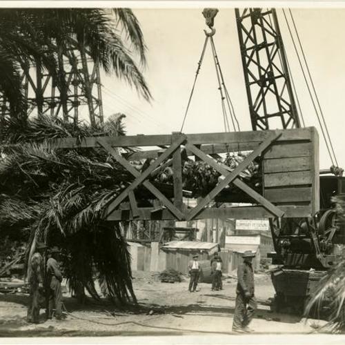 [Gardening with a derrick.  How the Palms were transplanted for the Avenues.]