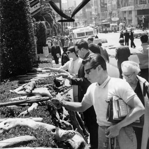 [Pedestrians inspecting driftwood from Crescent City, on Powell Street, in Union Square]