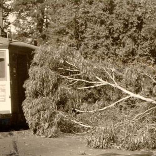 [Fallen tree branch next to a Market Street Railway Company line 20 streetcar]