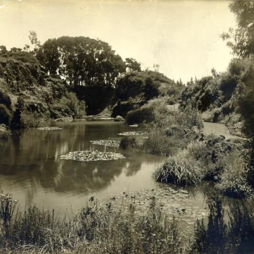 [Lily Pond in Golden Gate Park]