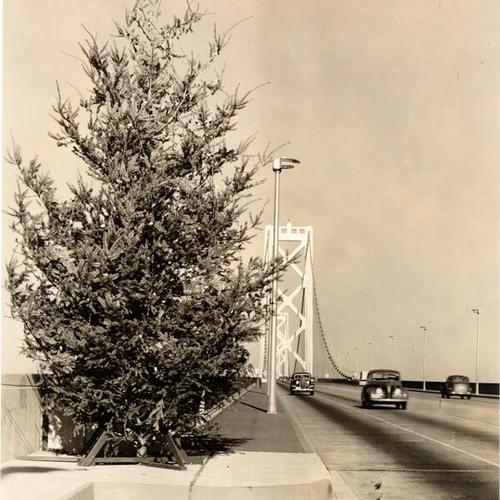 [Christmas tree decorates one end of suspension section of Bay Bridge]