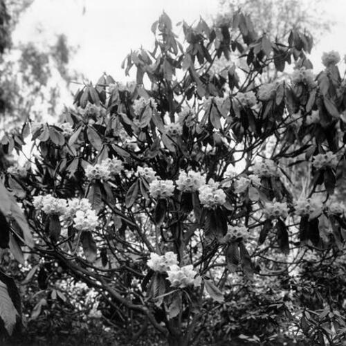 [Rhododendrons in Golden Gate Park]