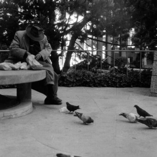 [Man feeding pigeons in Zellerbach Plaza]