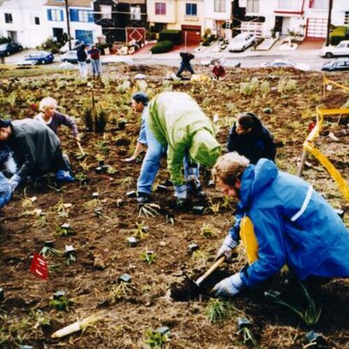 [Planting of forty varities of native California plants at Brooks Park]