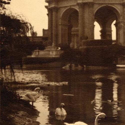 [Swans swimming in Lagoon of Palace of Fine Arts]