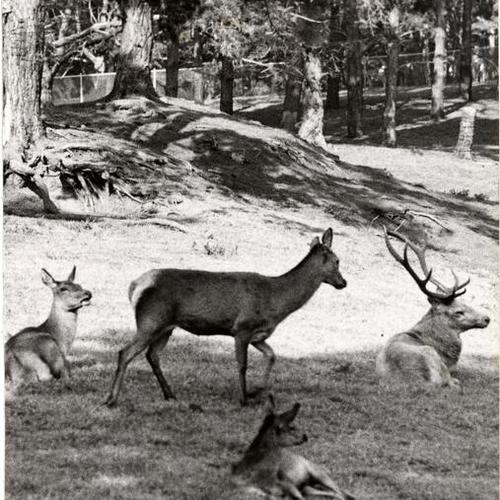 [Deer in Golden Gate Park]
