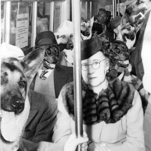 [Human and canine passengers on a Muni bus]