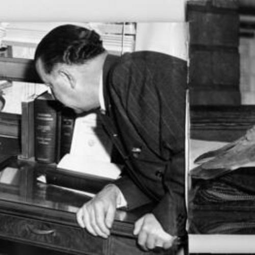 [Judge Alfred J. Fritz examining an egg laid by a pigeon in his office in City Hall and another photo of the pigeon standing next to the egg]