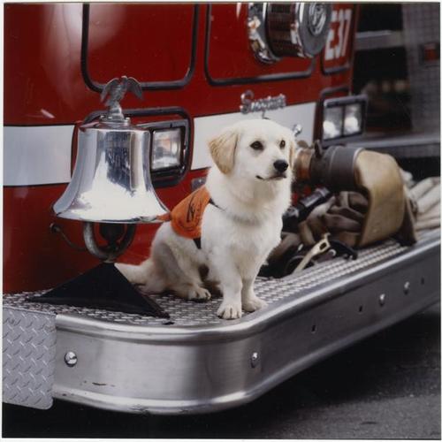 SPCA dog sitting on fire truck bumper