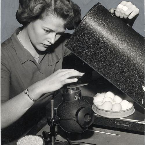 [Marilyn Brunton working in poultry husbandry class at San Francisco Junior College]