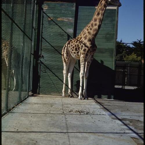 Giraffe exhibit at San Francisco Zoo