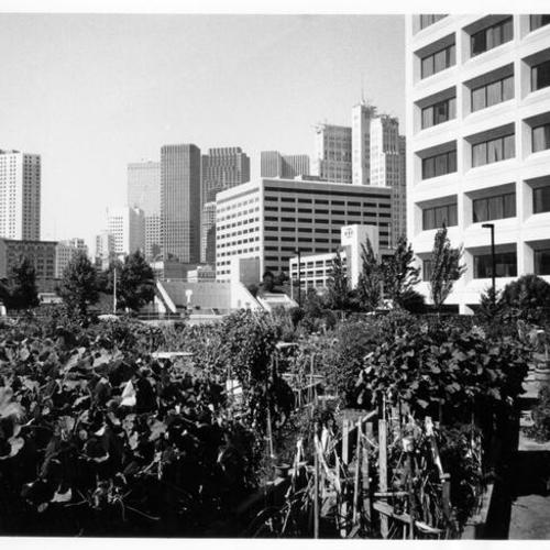 [Alice Street Gardens between Folsom, Harrison, 3rd and Fourth streets in the South of Market District]