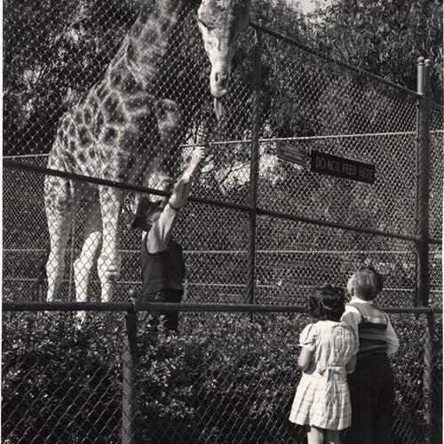 [Two kids looking at a giraffe]