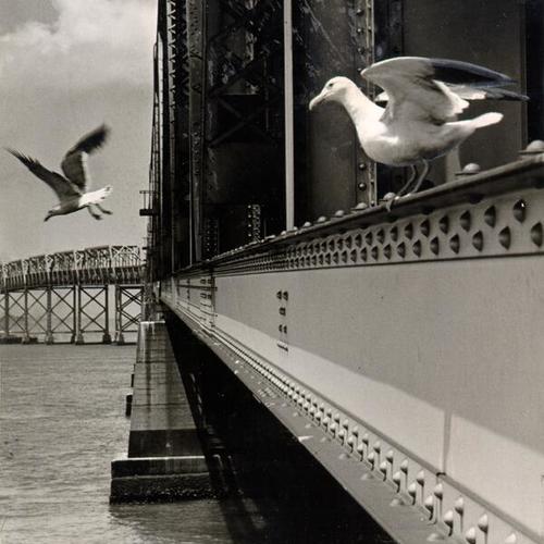 [Two seagulls on the San Francisco-Oakland Bay Bridge]