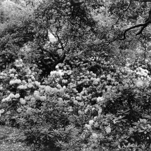 [Rhododendrons in Golden Gate Park]