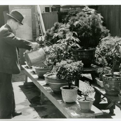 [Nobu's grandfather watering bonsai in his backyard on Laguna Street]