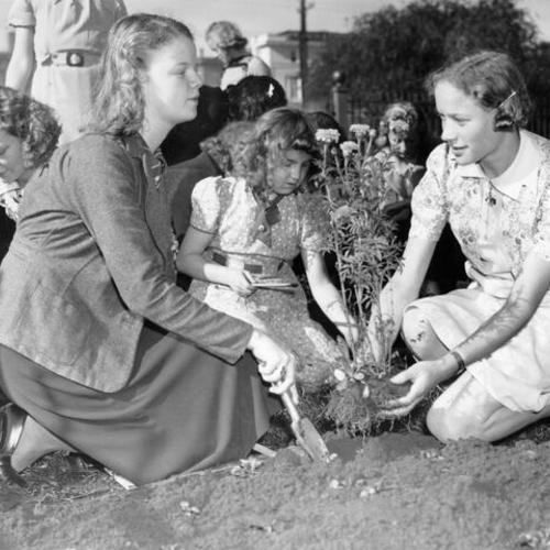 [Students of Girls High School planting marigolds in Hamilton Square for "Make S. F. More Beautiful"]