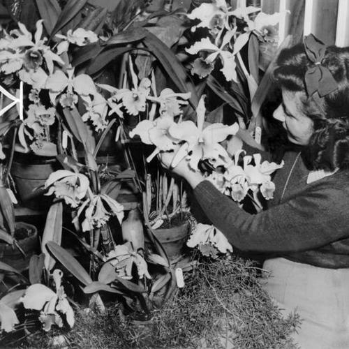 [Sydney Stein inspecting some rare orchids on display at the Conservatory of Flowers in Golden Gate Park]