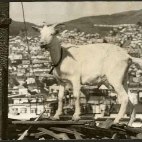 [One of sixteen goats belonging to Estelle West, Potrero Hill resident who was evicted from her home to clear a path for the Bayshore Freeway]