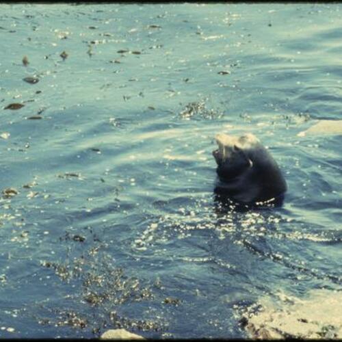 Sea lion swimming in water
