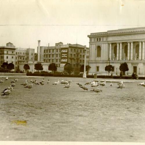 [Sea gulls congregating the in the center of the Civic Center Plaza]