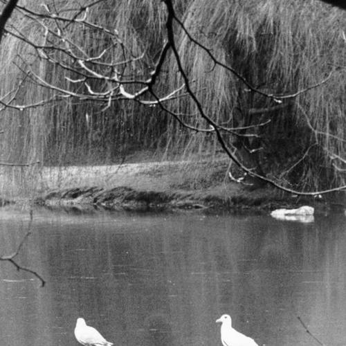 [Seagulls standing on ice on Stow Lake in Golden Gate Park]