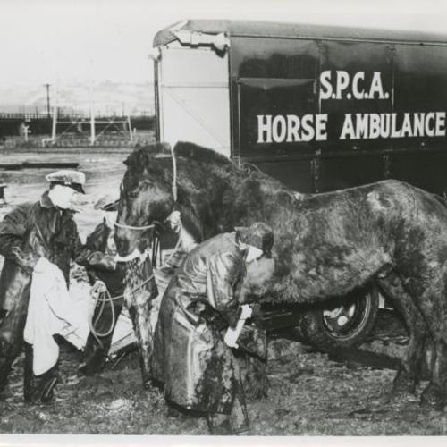 SPCA horse ambulance number 4 respond to treat horse