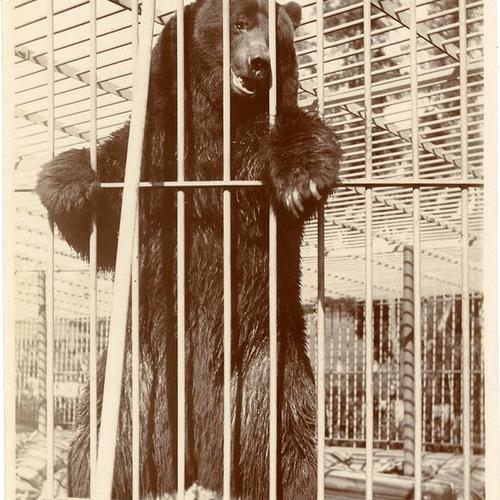 [Bear in cage]