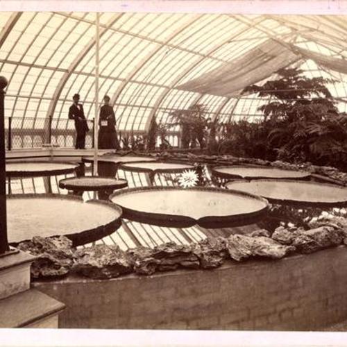 [Interior of the Conservatory of Flowers at Golden Gate Park]