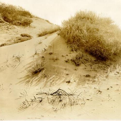[Sand Dunes]