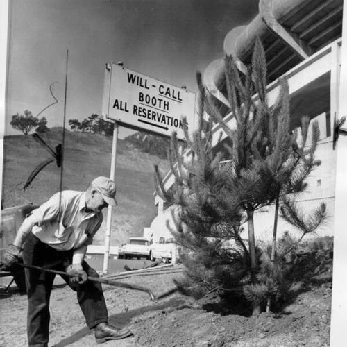[Mike Flynn of the Park and Recreation Department planting a pine tree at Candlestick Park]