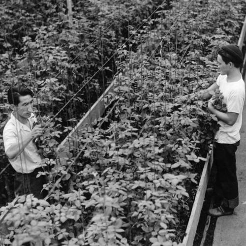 [Yoshimi Shibata and Tabo Satow working in the Premiere Rose Gardens at Des Plaines, Ill.]