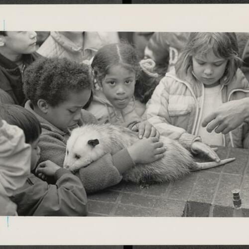 Children at Boeddeker Park with an opossum from the Josephine Randall, Jr. Museum ZooMobile